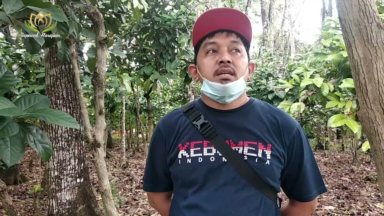 Budidaya Jenis Kopi Liberika untung hingga jutaan rupiah