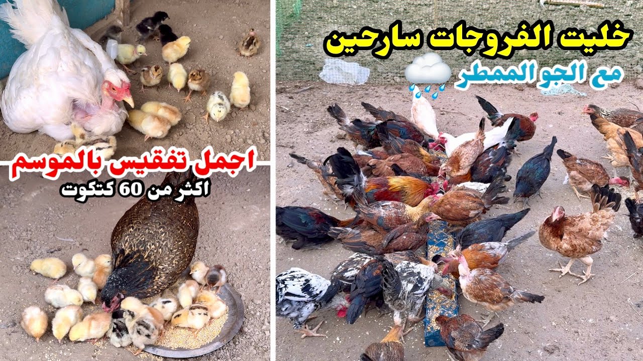 بركان اخذ الزعامة من ابو سلعوم😢شميسة فقست مع 2 دجاجات🐣