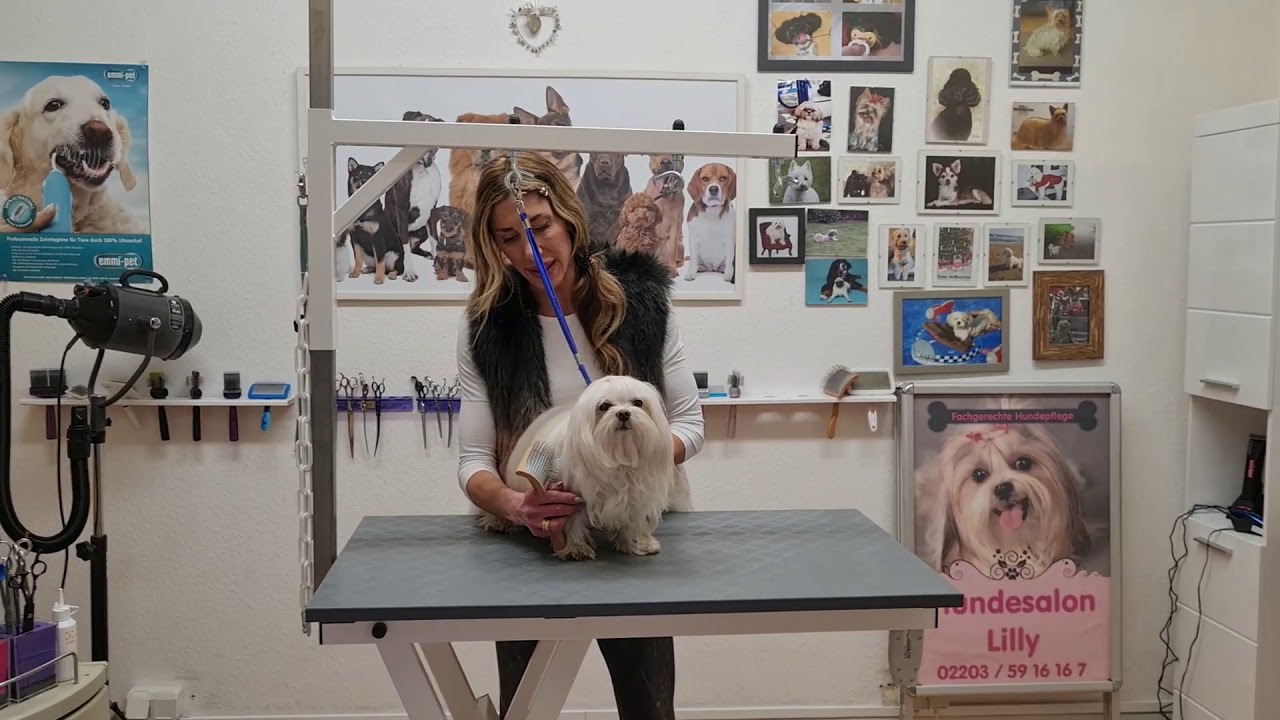 Thalasso Therapie beim Hund Hundesalon Lilly Köln