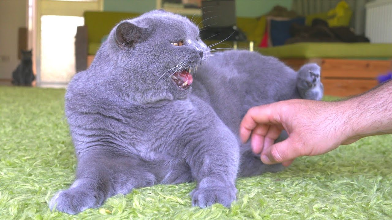 Cat Meowing When I Touch His Belly