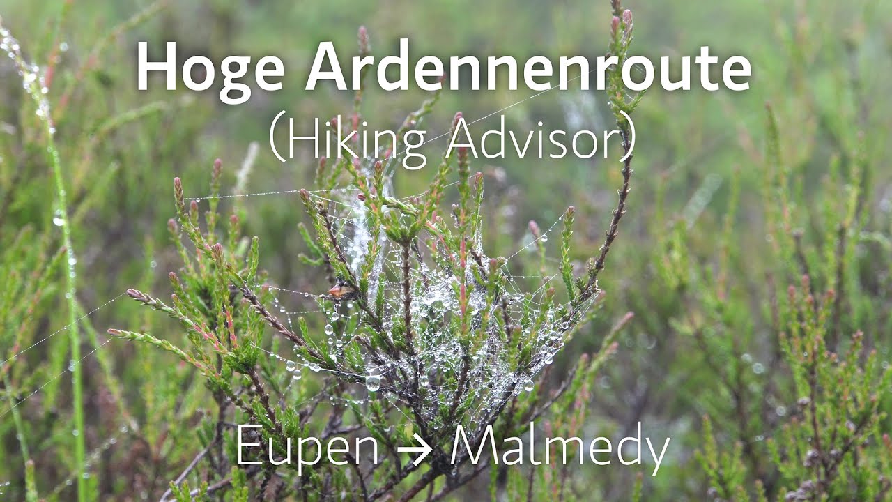 Hoge Ardennenroute (Hiking Advisor) Eupen naar Malmedy