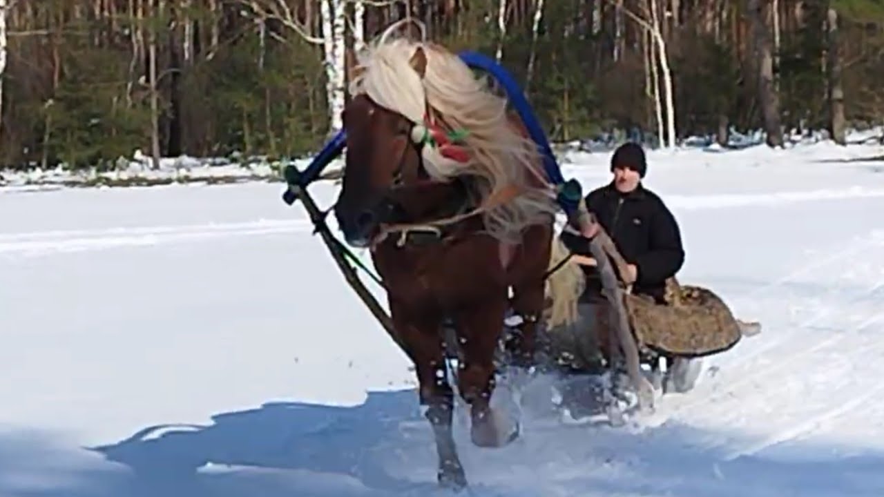ЛОШАДИ🐎ЗАПРЯГЛИ ЖЕРЕБЦА В САНИ💪🐴👍