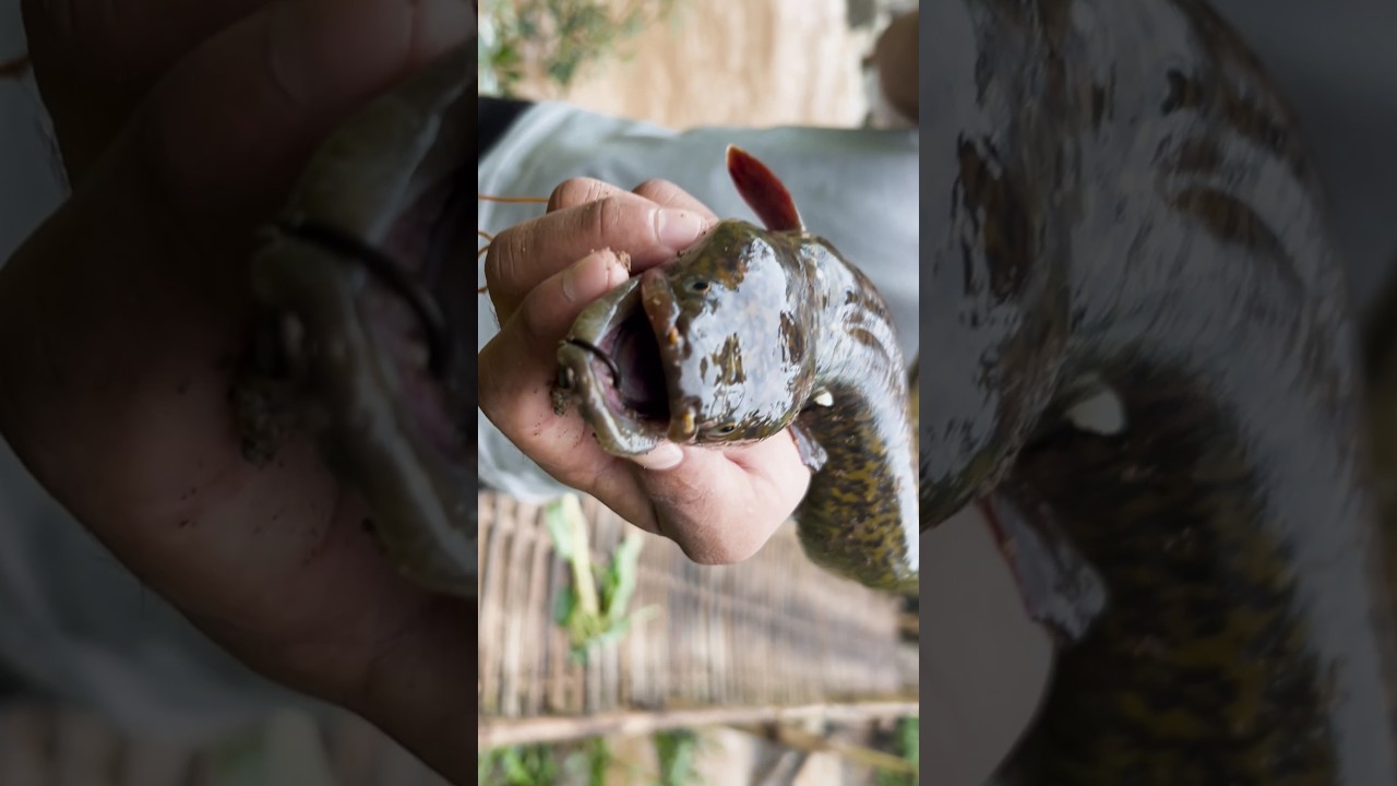 tyrsung #fishing #food #traditional #cooking #satisfying #traditionalcooking #fish