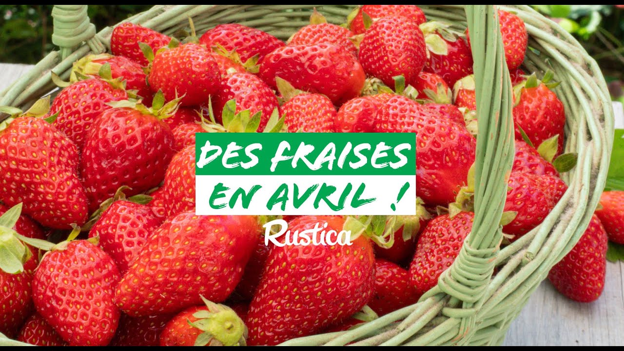 Des fraises en avril !
