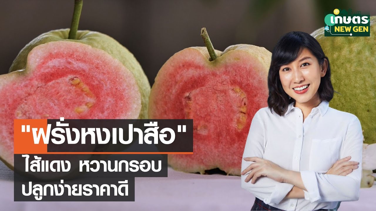 ฝรั่งหงเปาสือไส้แดงหวานกรอบปลูกง่ายราคาดี | เกษตรนิวเจน | 11/02/66 (FULL)