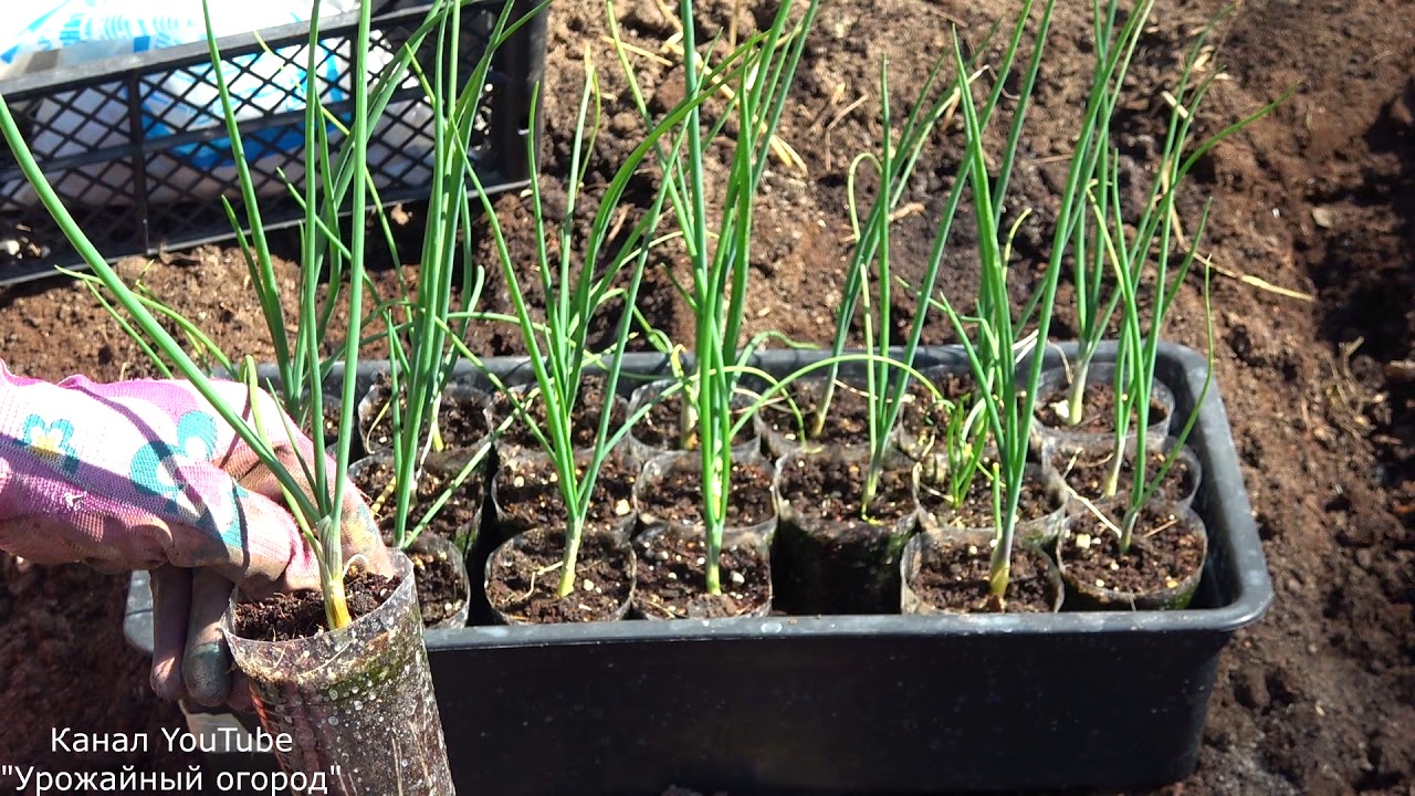 Советы по Выращиванию Лука Эксибишен: Посадка и Секреты Ухода!