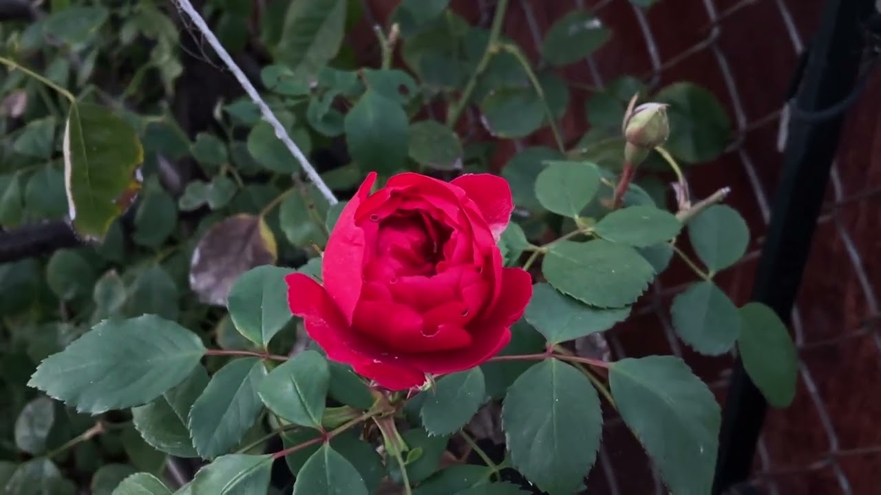 Strange Blooms and the Unpredictable Patterns of Nature