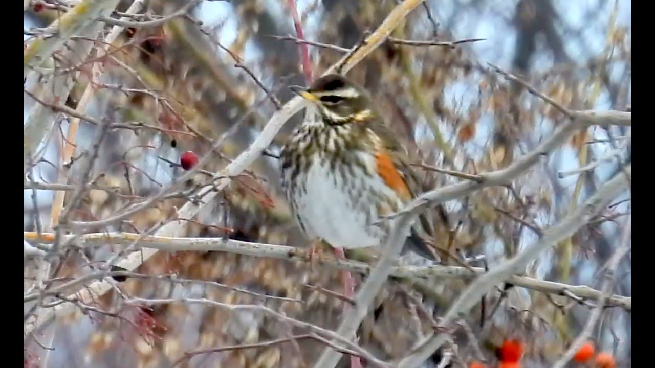 Drozd cvrčala, Redwing, Rotdrossel, Koperwiek, Grive mauvis, Droździk
