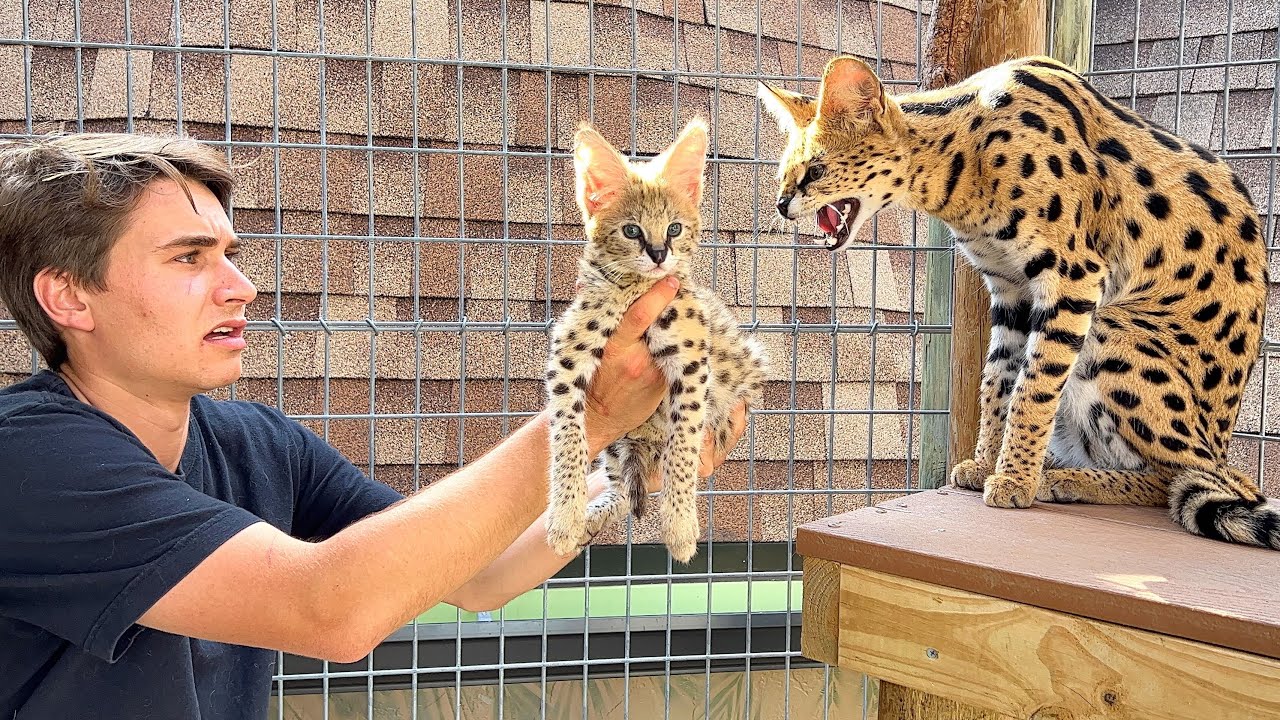SURPRISING MY CATS GONE WRONG ! I CANT BELIEVE THIS HAPPENED&hellip;