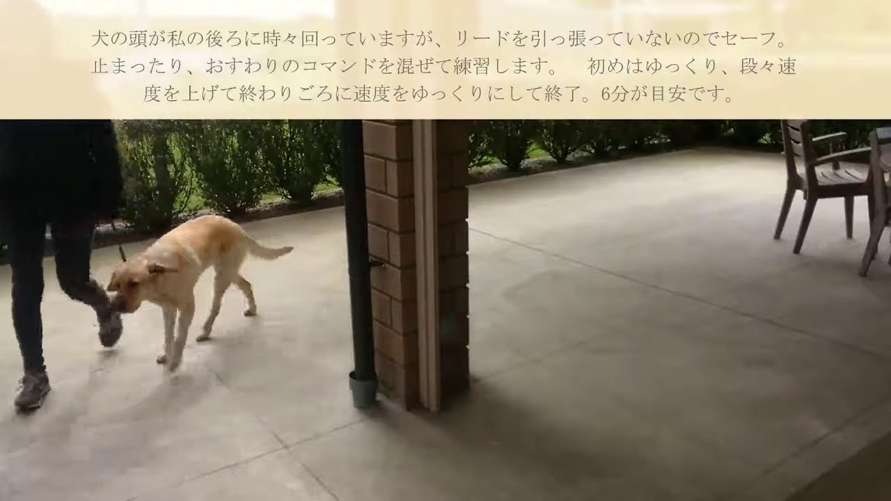 犬のしつけ　引っ張り癖を治すヒールポジション・つけ【サークルウォーキング・リーダーウォーキング】