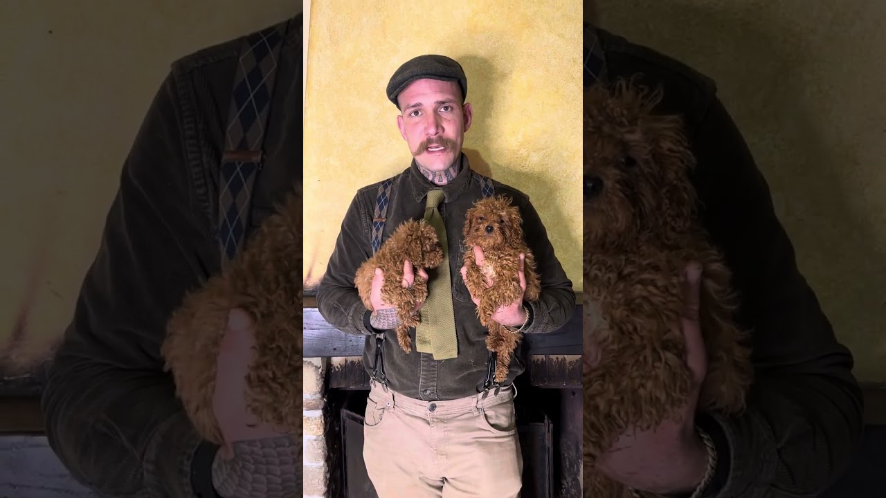 Come usare il Kennel con il nostro Barboncino