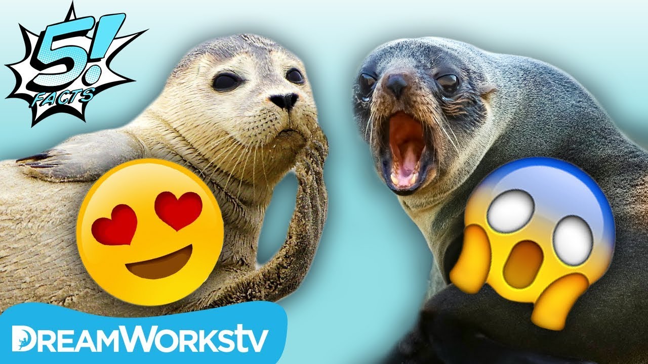 5 Cute Animals... That Are Actually Vicious!! | 5 FACTS
