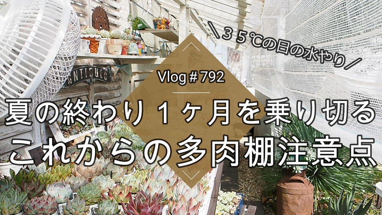 【Vlog792】【多肉植物】夏の終わり１ヶ月を乗り切る！これからの多肉棚注意点【３５℃の日の水やり】【多肉棚】
