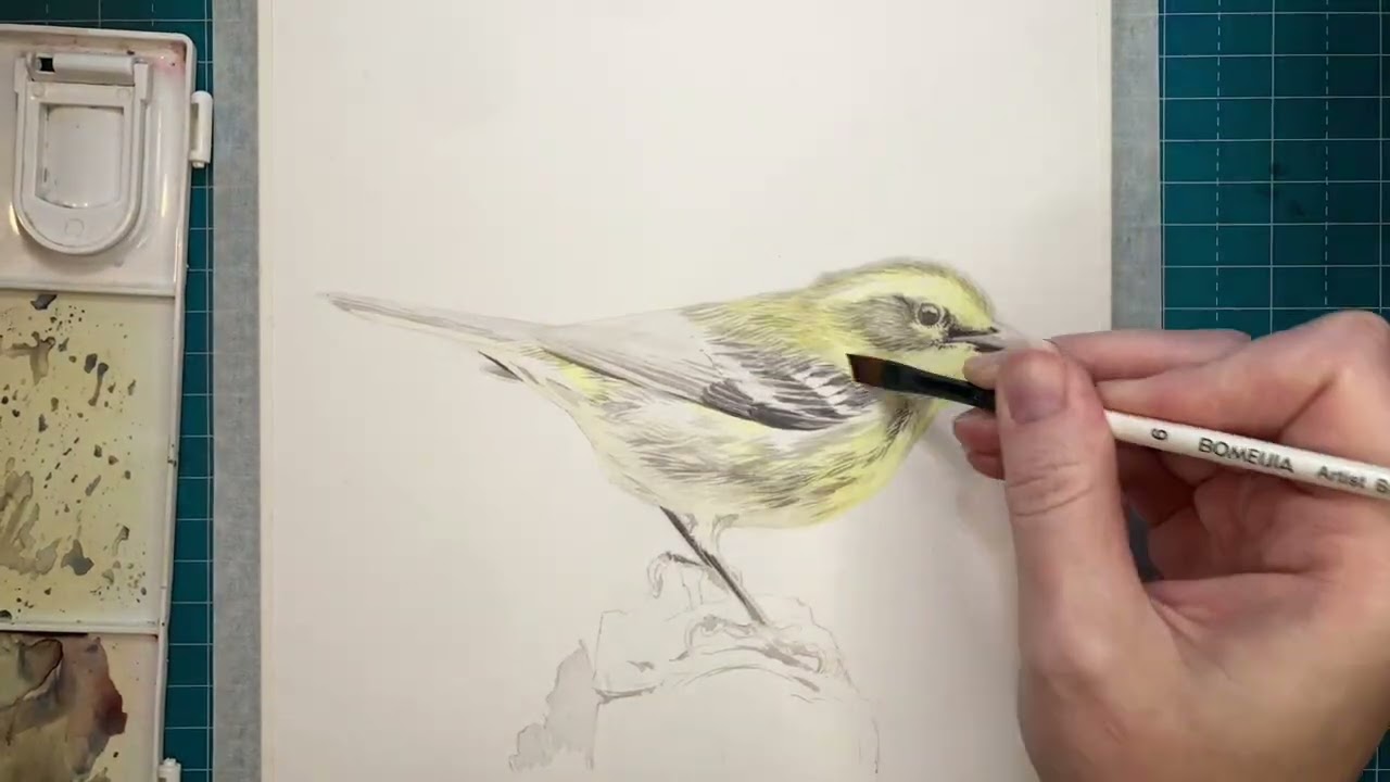 Week 1 of Painting Birds: Townsend's Warbler