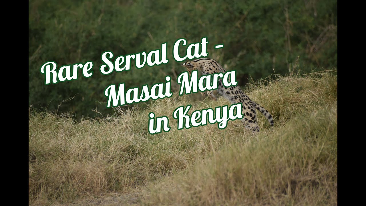 Serval Cat Spotted in Masai Mara | Rare African Wildlife Safari – Kenya