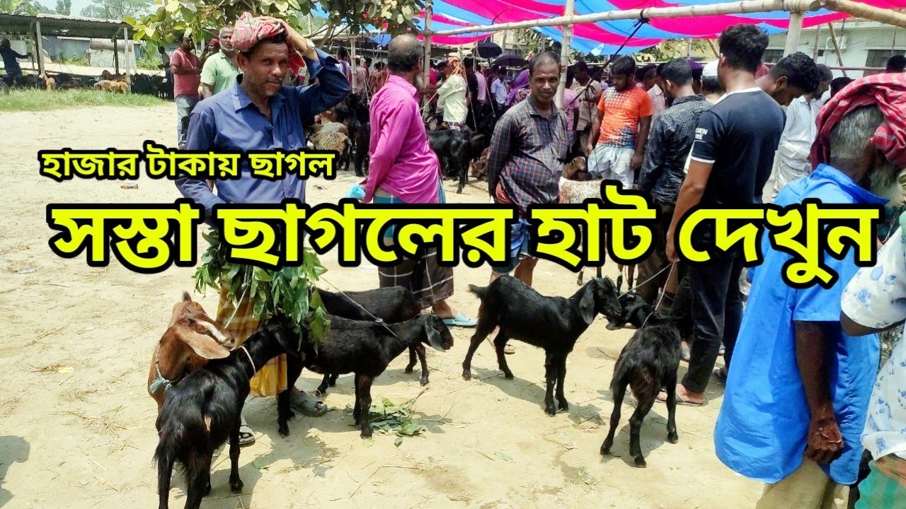 অবিশ্বাস্য হাজার টাকায় ছাগল পাবেন এই হাটে। কালামপুর হাট ধামরাই ঢাকা।