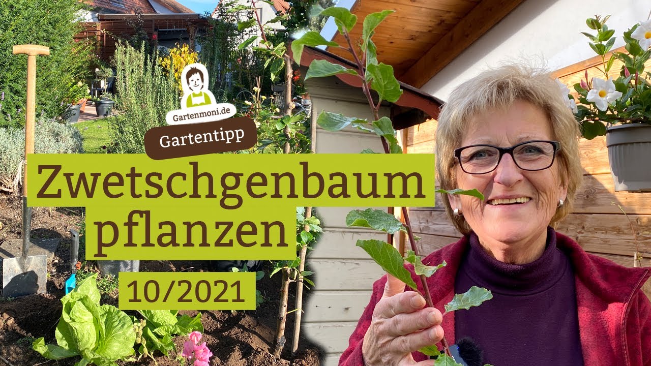 Säulen-Zwetschgenbaum pflanzen - Pflanztipps für Obstbäume