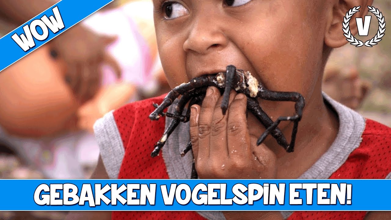 GEBAKKEN VOGELSPIN ETEN! - WOW #81 - Vakonova