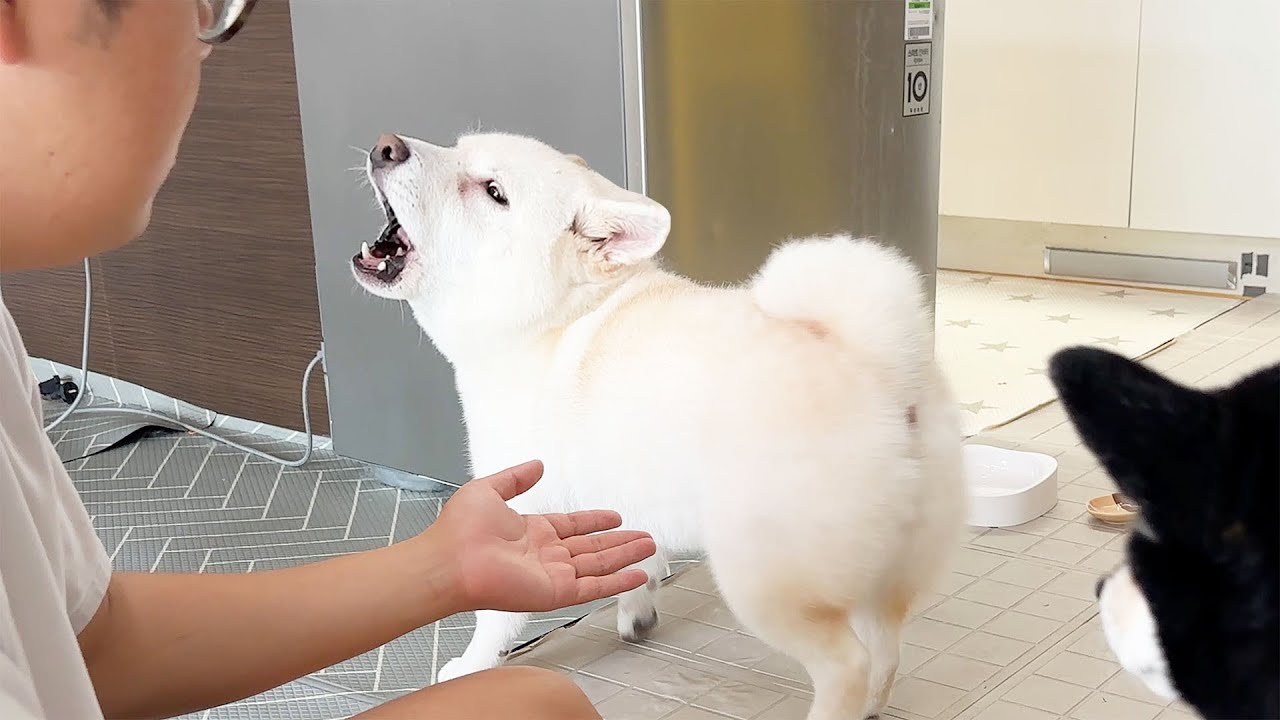 주인에게 단단히 삐진 강아지 ㅋㅋㅋ (강아지 다이어트 어떻게 시키죠?)