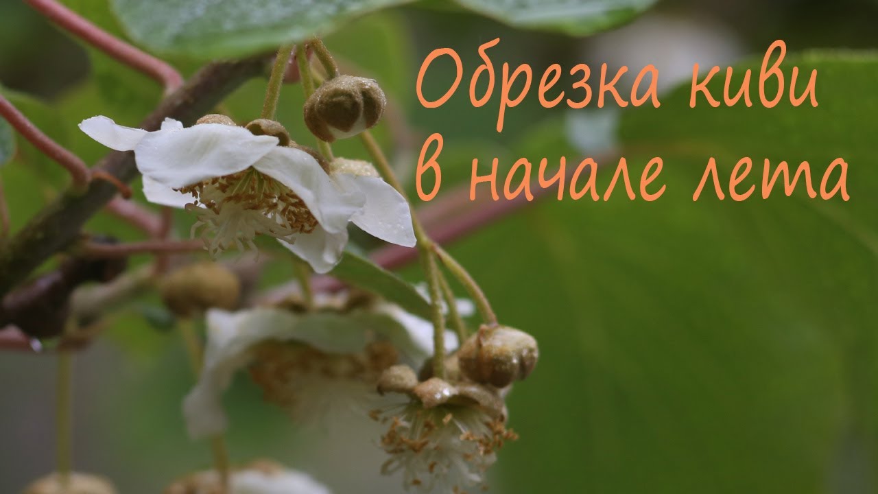 Обрезка киви в начале лета
