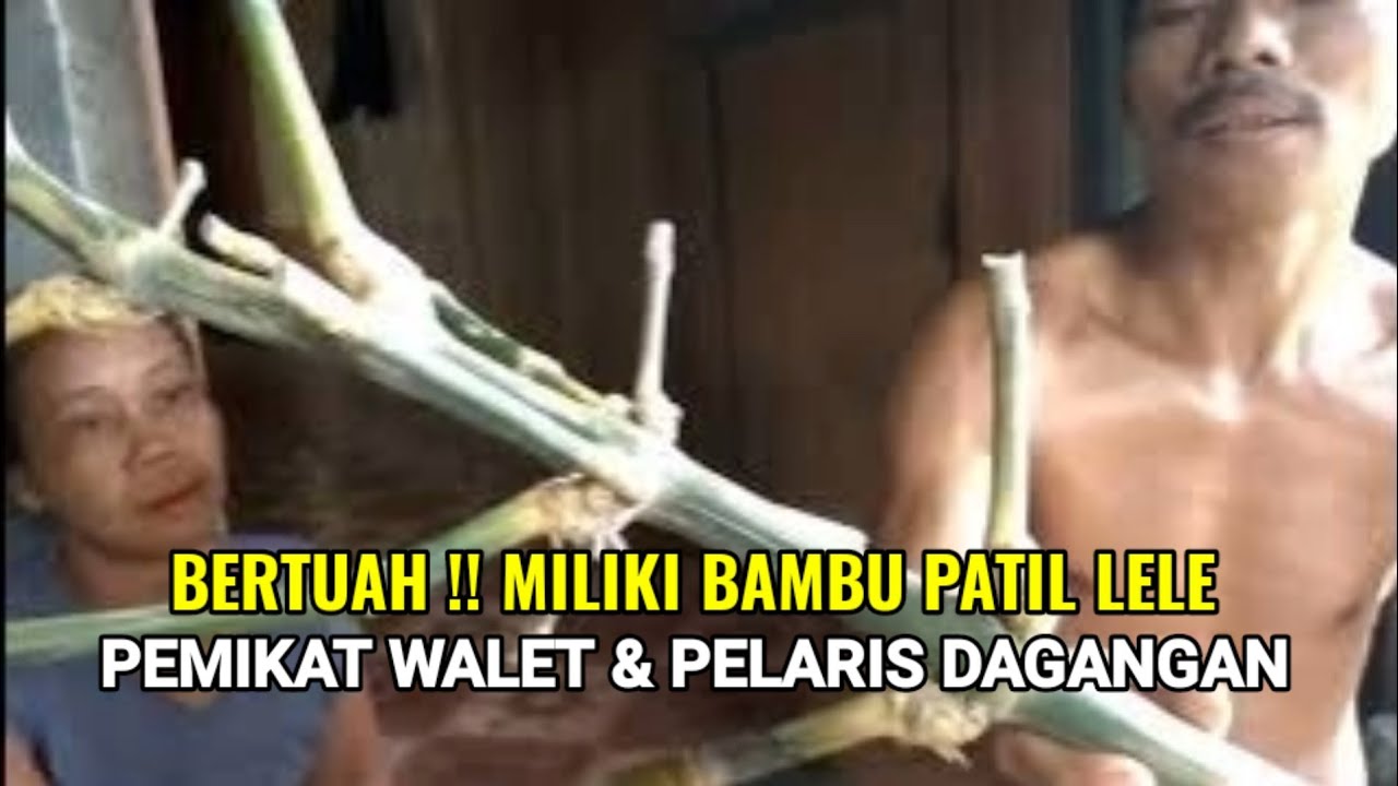 Miliki Bambu Patil Lele Asli ‼️Dayak Pedalaman Kalimantan Bisa Kaya Mendadak