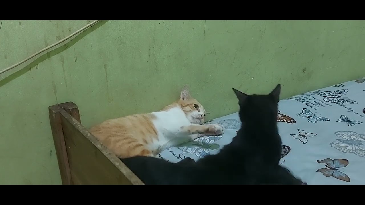 pertarungan musuh bebuyutan🐈 vs🐈‍⬛