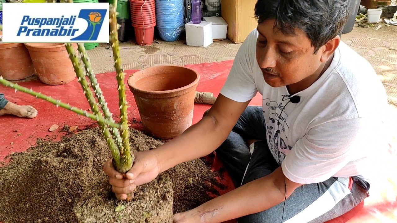 How to repot plants.....
