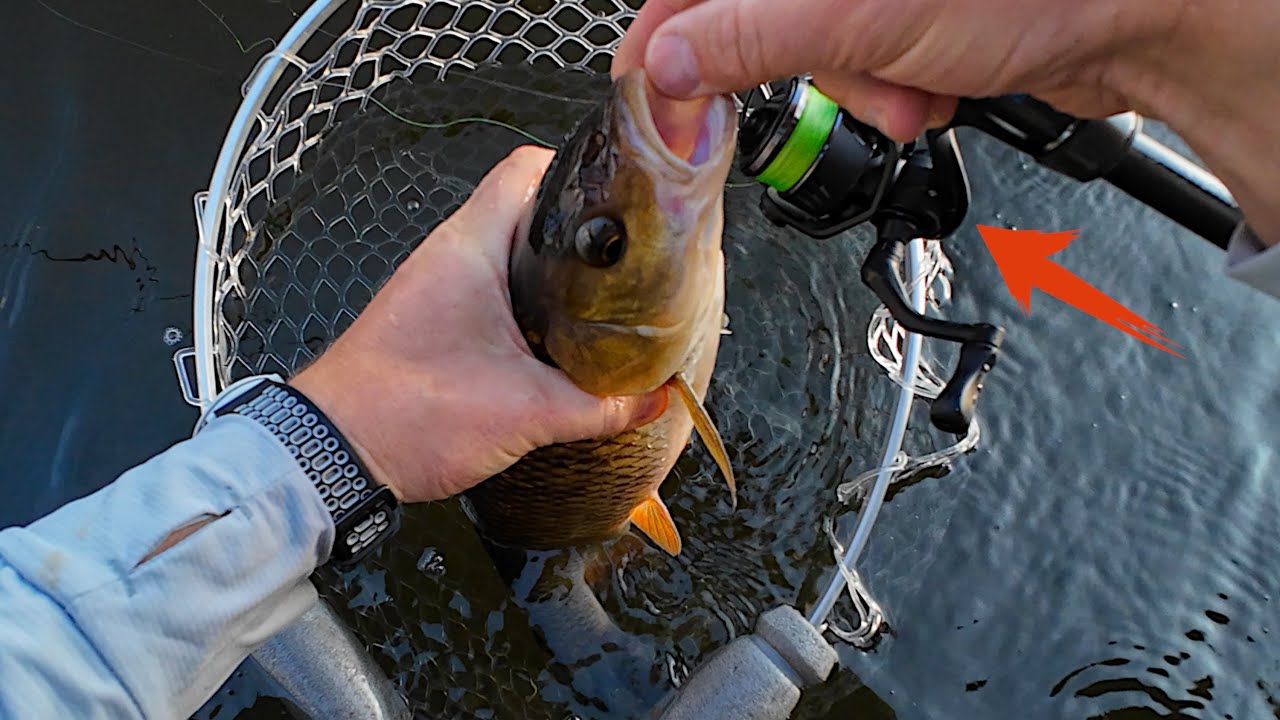 Prilupau šapalų upėje! Lengviausios ritės avižadrebiui FishingFans Orca testas