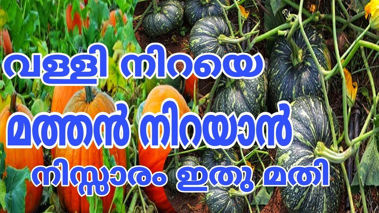 മടിയന്മാർ അറിയേണ്ട പ്രധാന ടിപ്പുകൾ | Mathanga Krishi in Malayalam | Mathanga Krishi