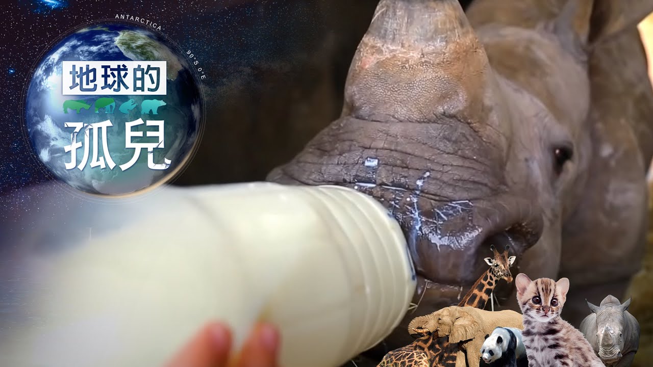 地球的孤兒 ~ 犀牛大滅絕 Orphans of the Earth／Rhino Sanctuary: Orphan Rhino Rescue【全集】｜白心儀