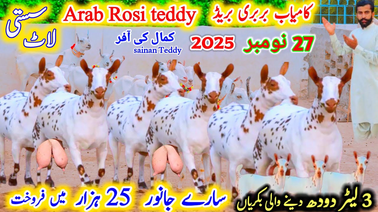 27 November 2025 سونے والی تیار ٹیڈی بکریاں |  Teddy goat,s jiada dudh wali bakriyan 3 bache wali 