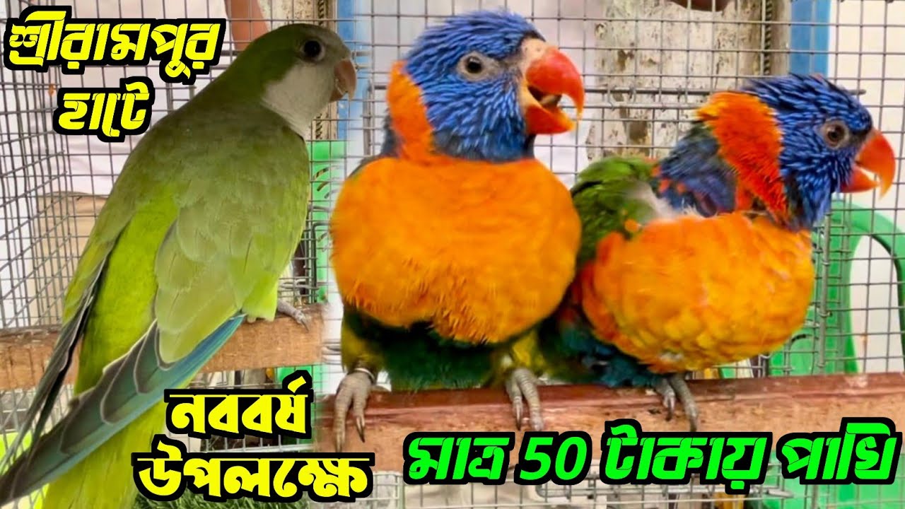 নববর্ষ উপলক্ষে মাত্র 50 টাকায় পাখি কিনুন। Serampore Pet Market। Shrirampur Bird Market।