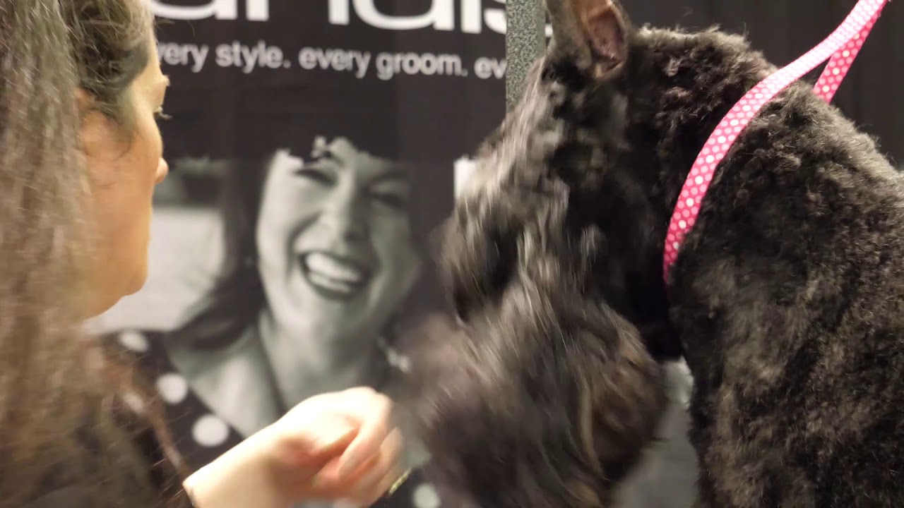 Pet Trim Giant Schnauzer Head Part 1