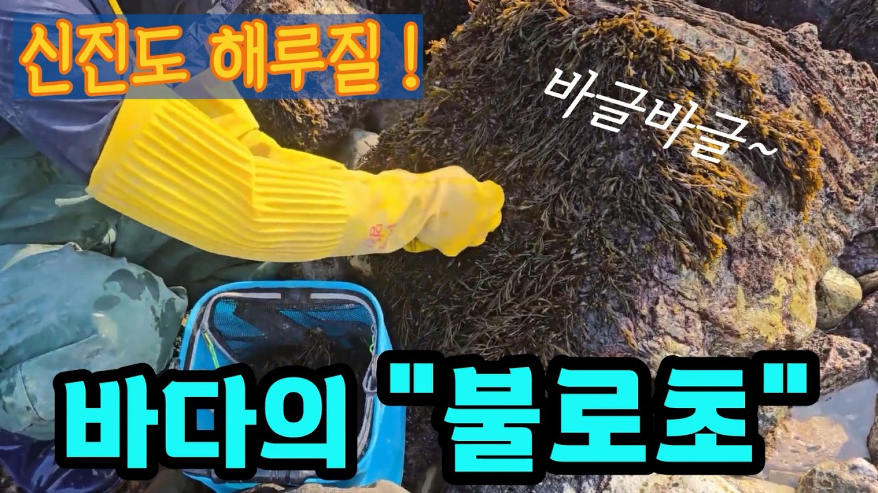 신진도 갯바위에 불로초가 바글바글 합니다! #해루질
