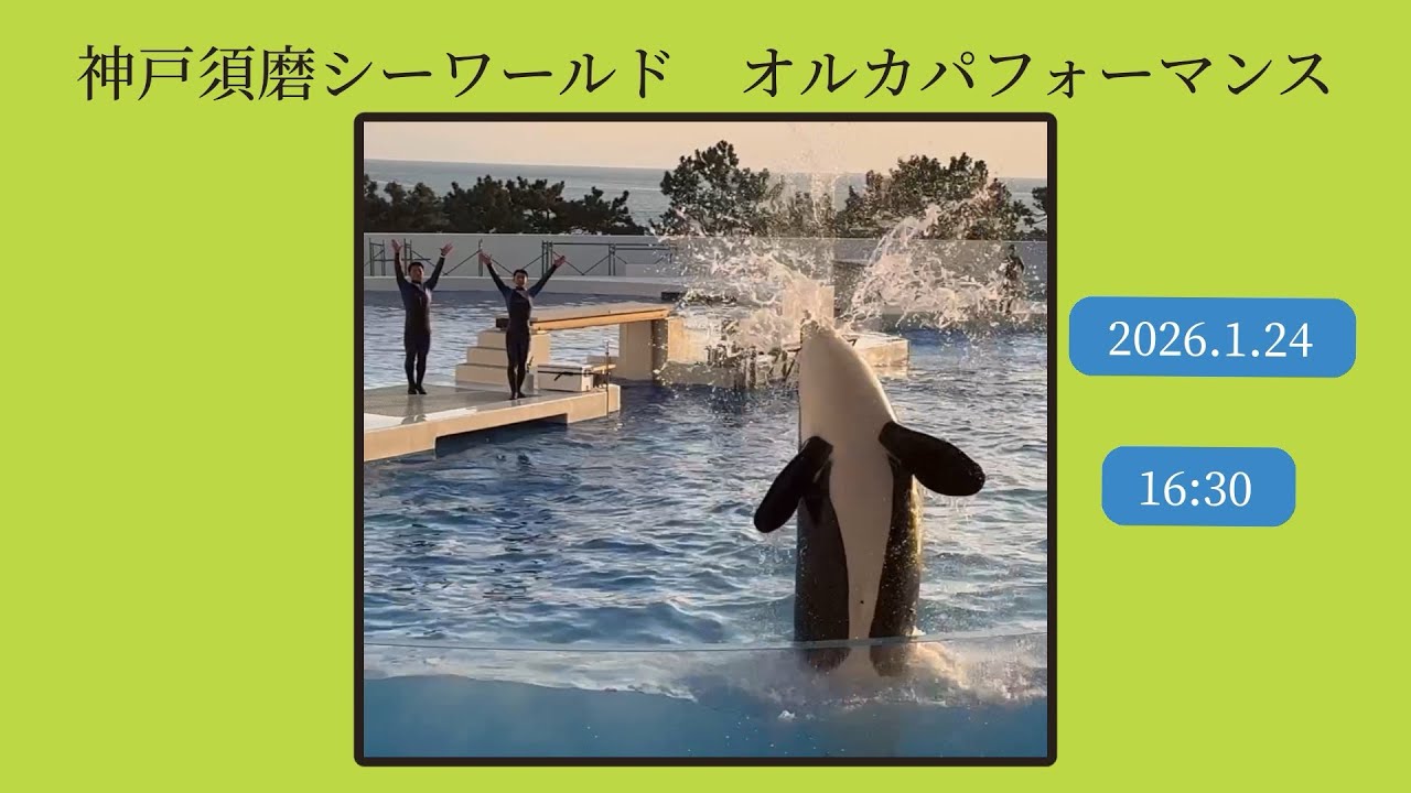 神戸須磨シーワールド　オルカパフォーマンス　2026.1.24 16:30