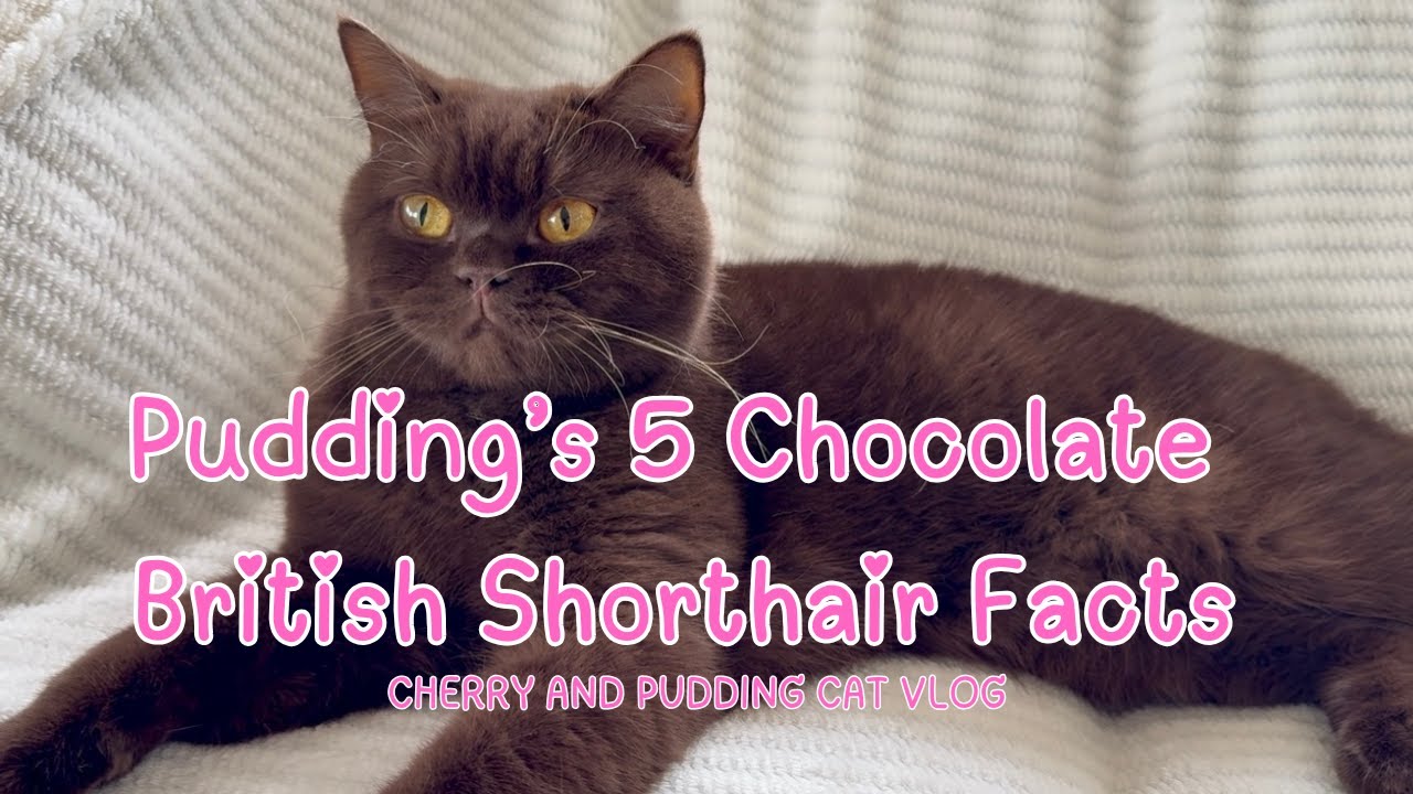 5 Chocolate British Shorthair Facts | Pudding