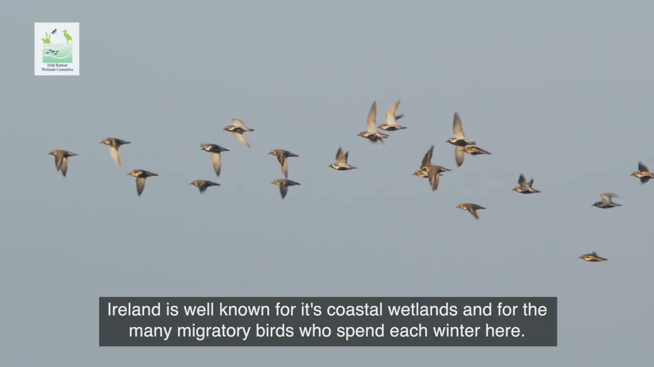 Wexford Wildfowl Reserve