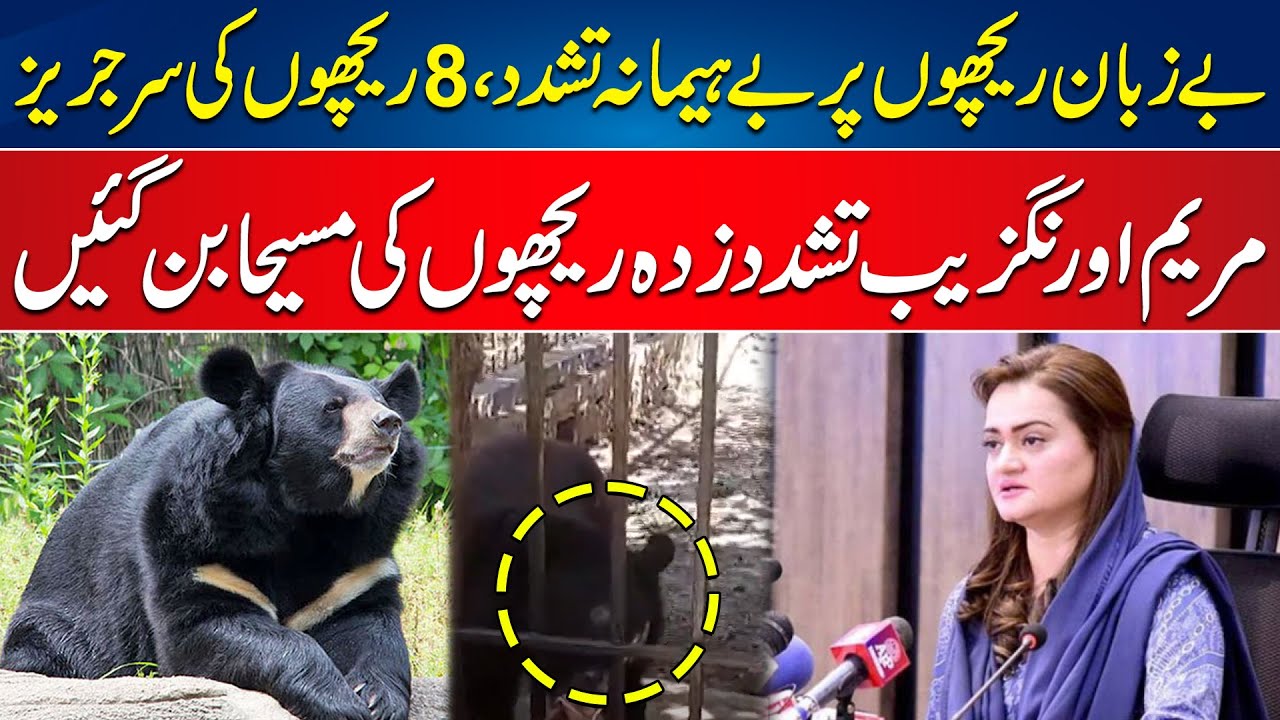 Maryam Aurangzeb Became the Messiah of Tortured Bears | 24 News HD