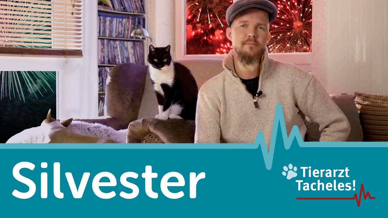 Die Silvesternacht | Tierarzt Tacheles mit Sebastian Goßmann-Jonigkeit | ZooRoyal