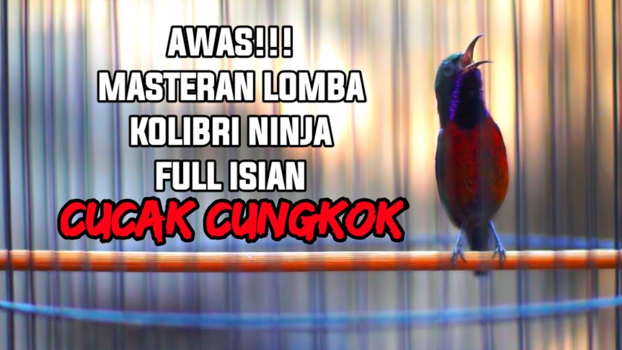MASTERAN LOMBA KOLIBRI NINJA FULL ISIAN CUCAK CUNGKOK 100% BIKIN KONIN JADI JUARA