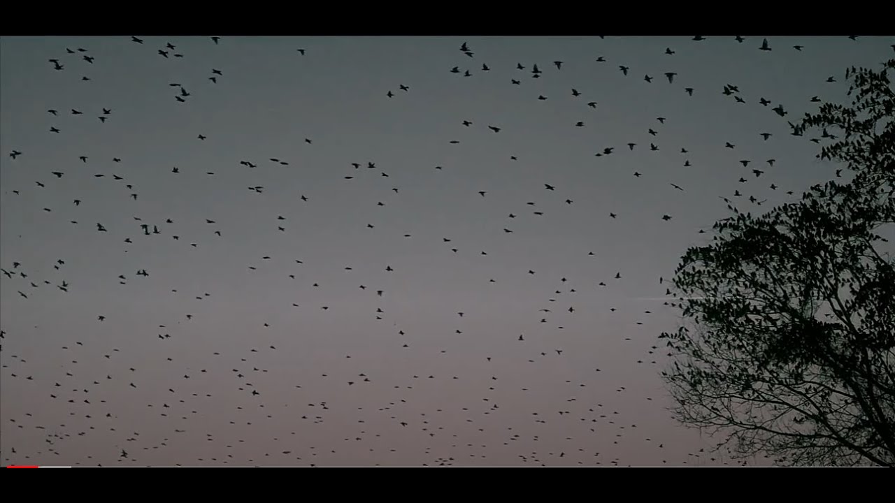 Xcuse - Ago e Filo