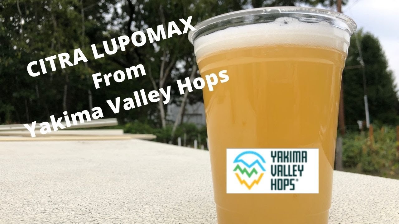 Какой вкус у хмеля Citra LUPOMAX? Эксперимент с пивом SMaSH