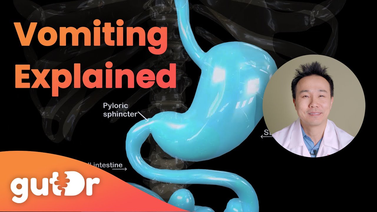 Что происходит во время рвоты? | GutDr объясняет (3D-анимация кишечника)