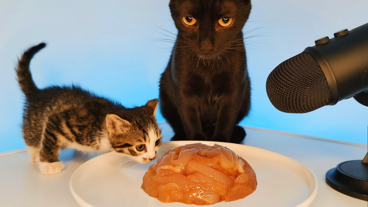ASMR Mukbang: Cat & Kitten Eating Chicken