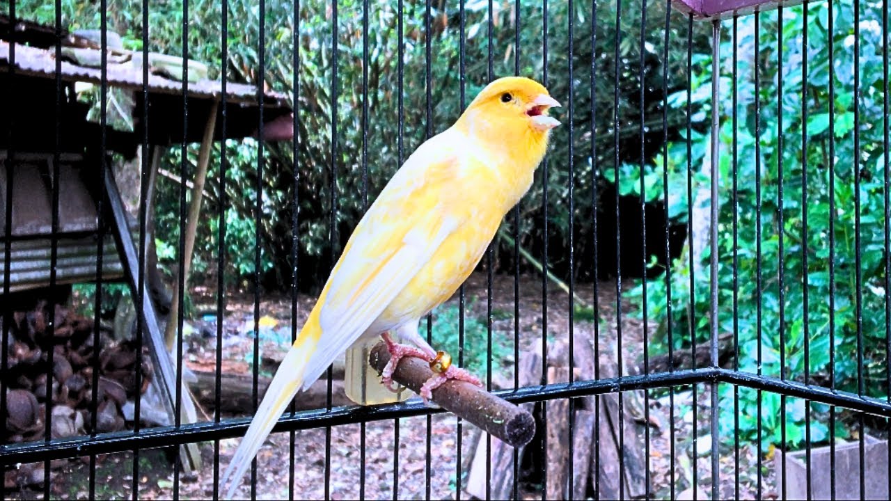 The Best Canary Sound!!  Gloster Canary Training Singing