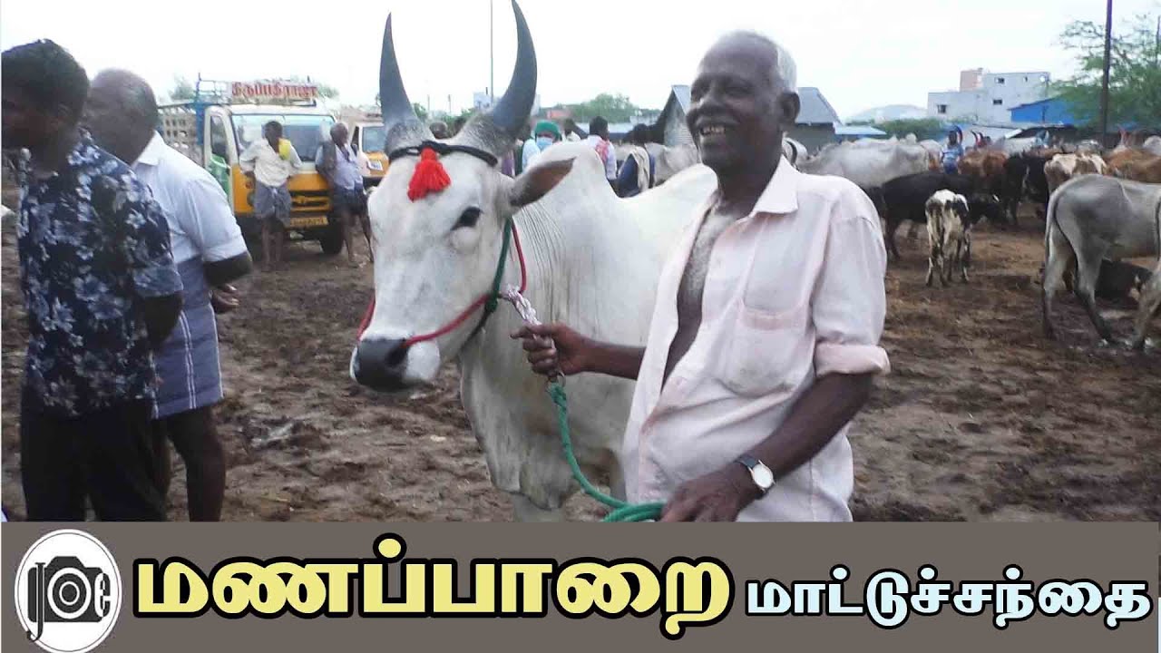 Manapparai mattu santhai | மணப்பாறை மாட்டு சந்தை