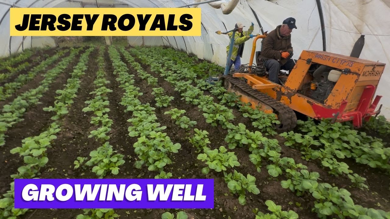Jersey Royals growing well - First day out for the potato planters - cover crop update