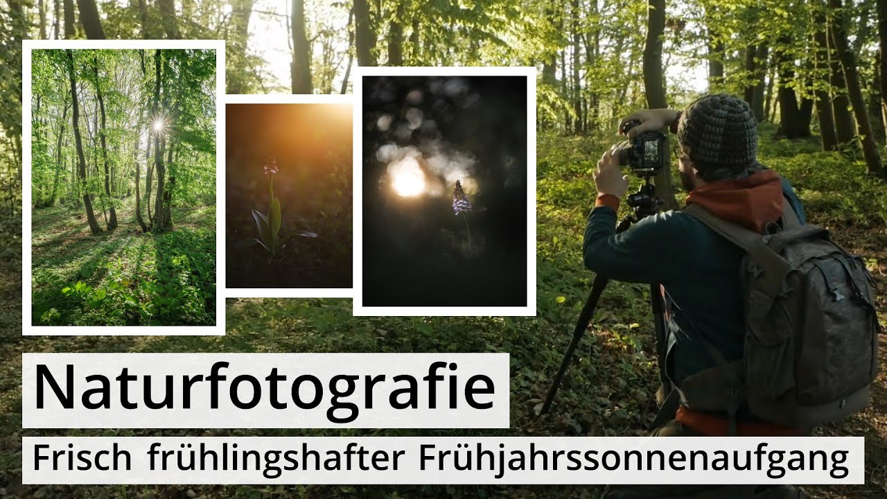 Naturfotografie: FRÜHLINGSMORGEN im WALD | Ein Foto mit BILDBEARBEITUNG und zwei Orchideenfotos