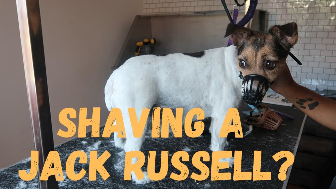 SHAVING AN AGGRESSIVE JACK RUSSELL ? | RURAL DOG GROOMING