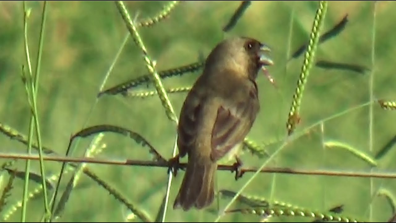 Papa capim ótimo para encarte cantando muito na natureza